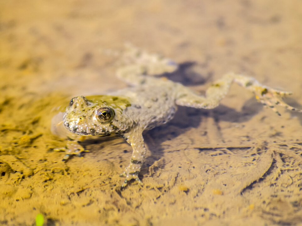 Amphibians nature animal