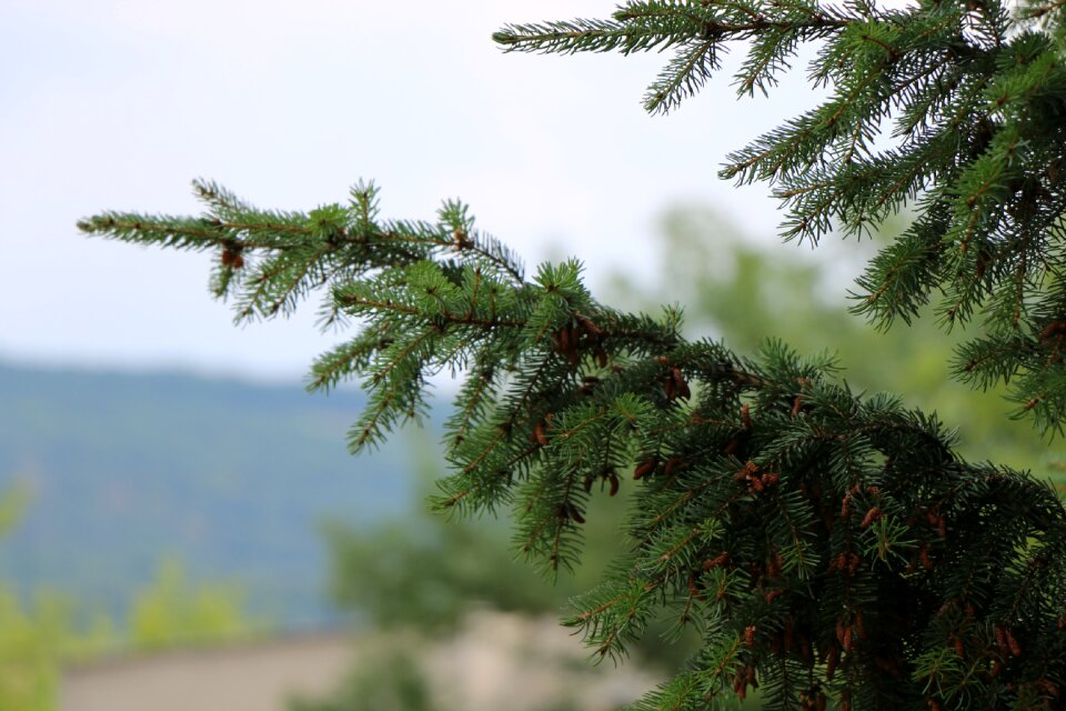 Pine cone pine forest
