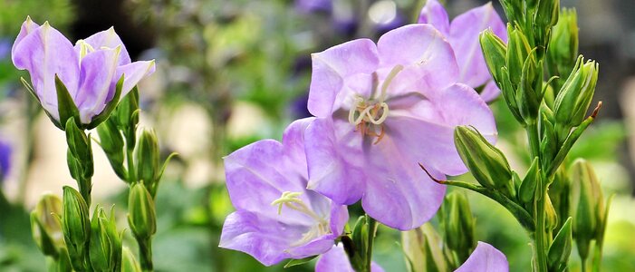 Market market stall purple flower photo