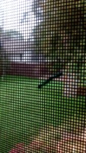 IMG_20150922_080412544 