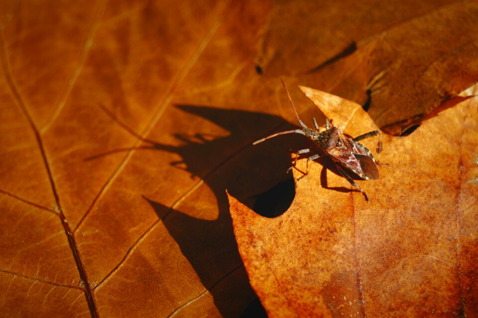Autumn beetle sunlight