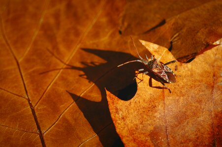 Autumn beetle sunlight