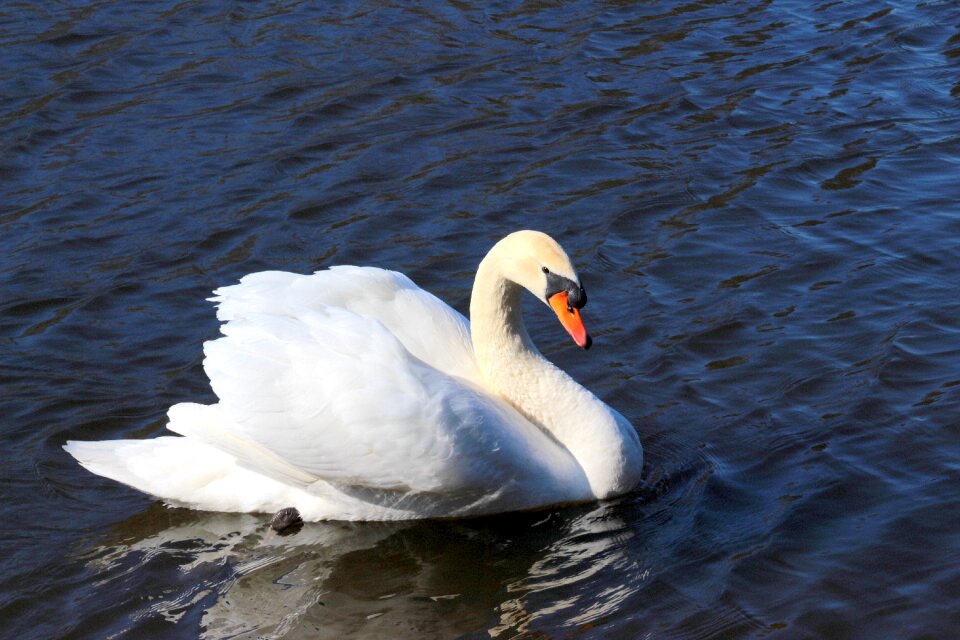 Water bird white elegant