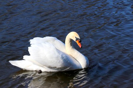 Water bird white elegant