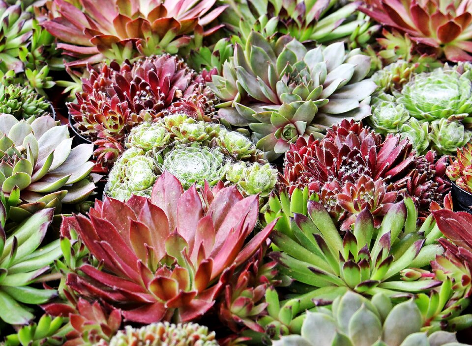 Stone garden garden market