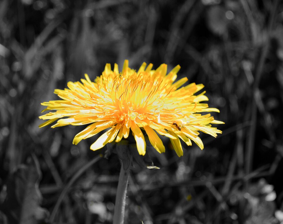 Yellow close up flora