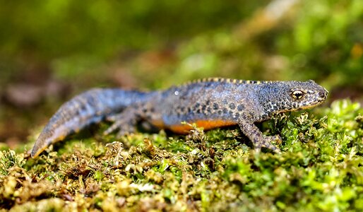 Amphibians nature animal