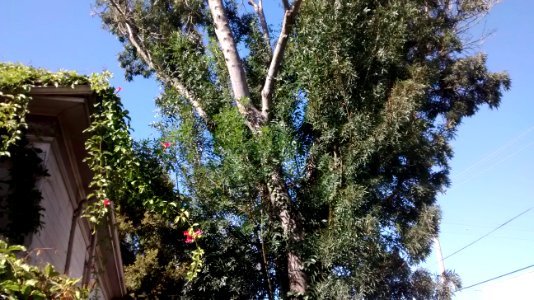 IMG_20151005_152749497 