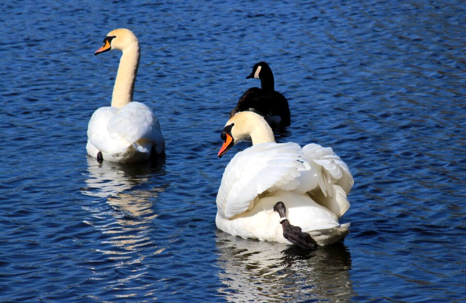 Canada goose swim lake