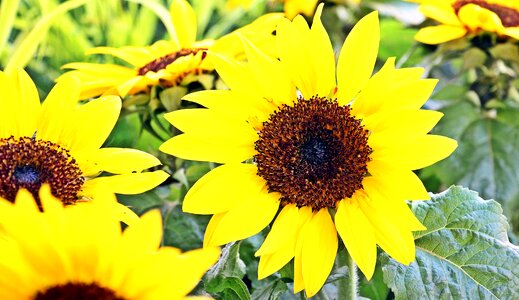 Beautiful plant market photo