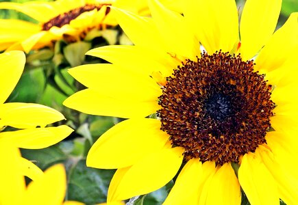 Beautiful plant market photo