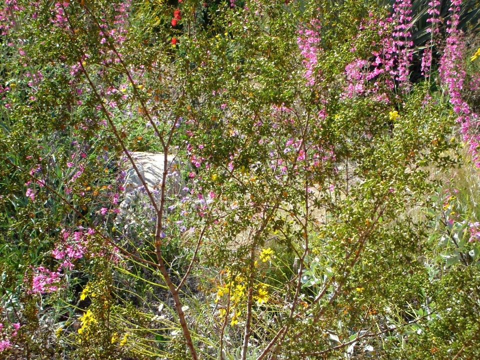 dsc03159.jpg 