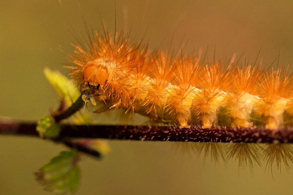Phragmatobia fuliginosa bear spinner macro