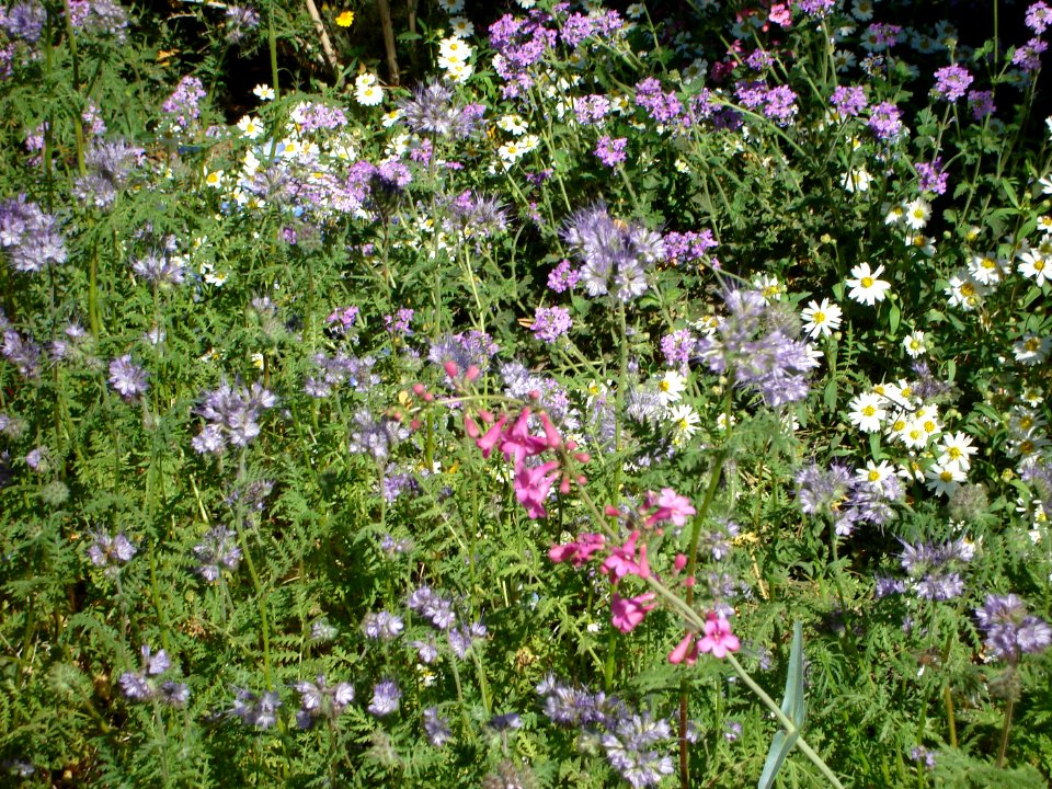 dsc03162.jpg 