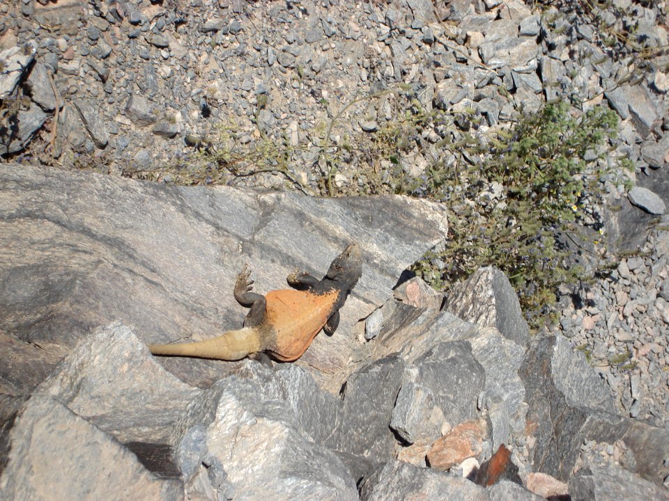 dsc03186.jpg 