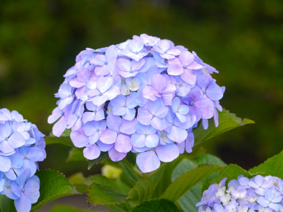 Purple blue midori