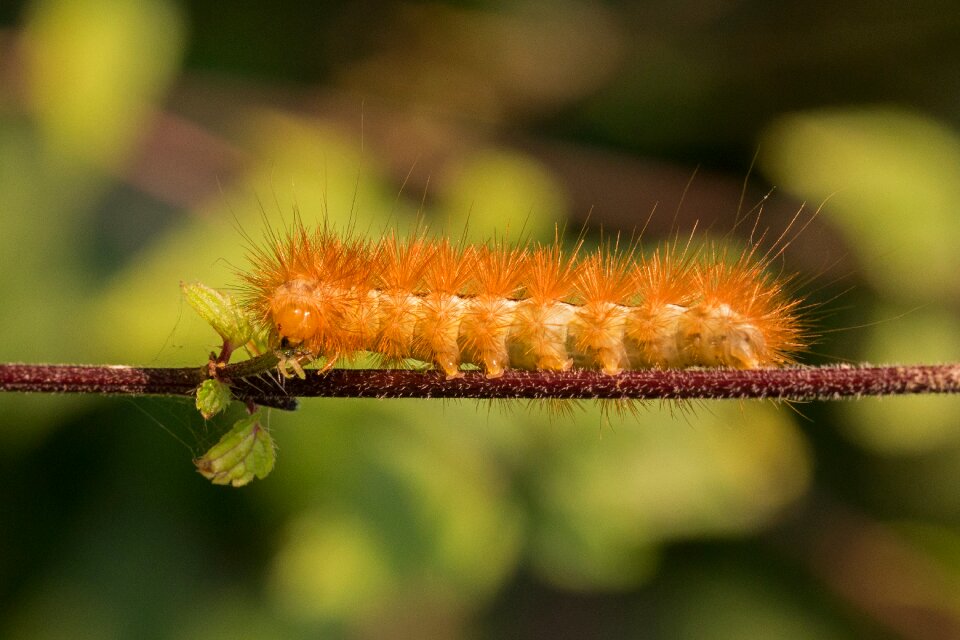 Phragmatobia fuliginosa bear spinner macro