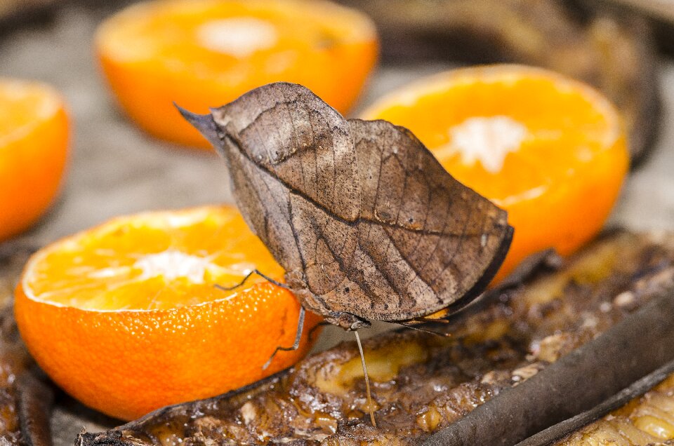 Orange butterfly food eating