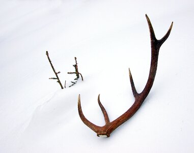 Antlers snow winter