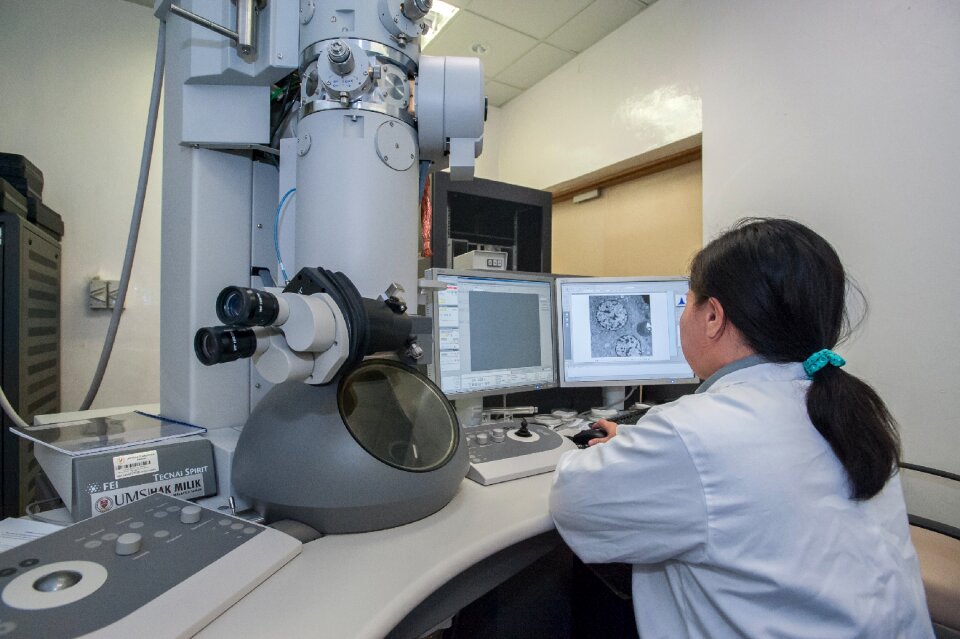 Universiti malaysia sabah biotechnology research institute gray research