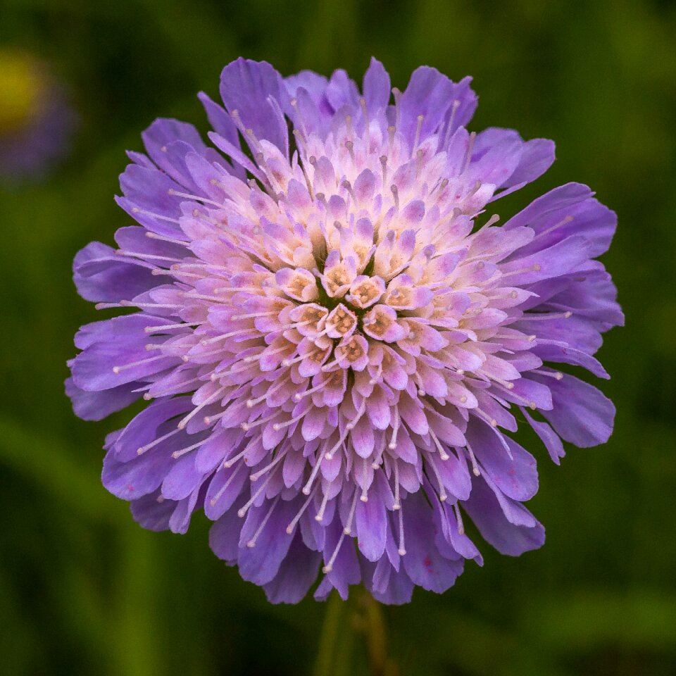 Blossom bloom nature