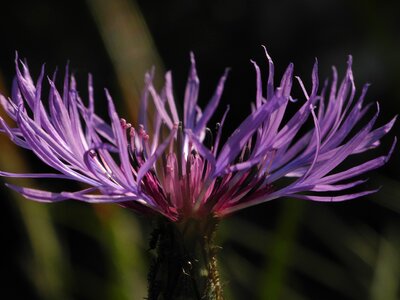 Spring thistle flower