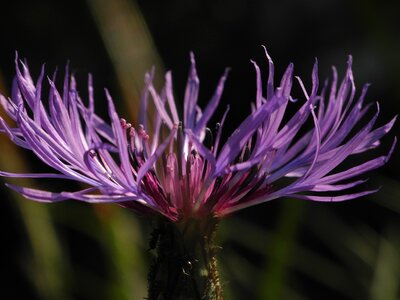 Spring thistle flower photo