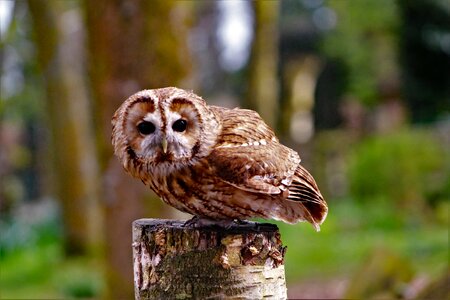 Owl bird australia