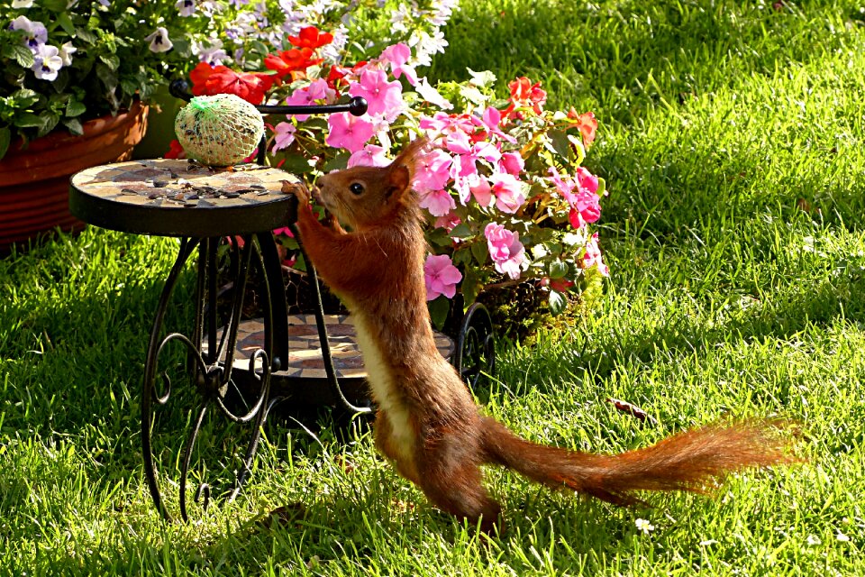 Animal mammal foraging garden