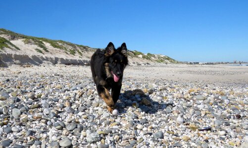 Animal breed domestic