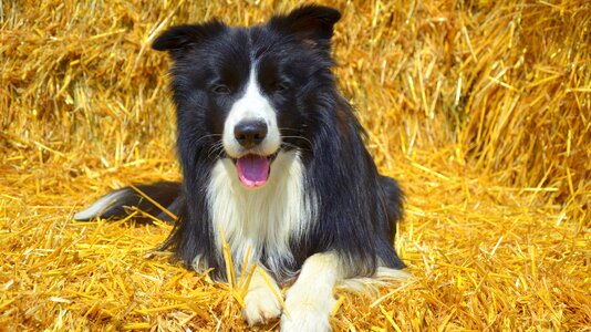 British sheepdog pet purebred dog