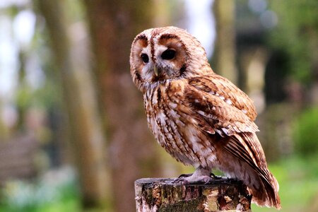 Owl bird boobook