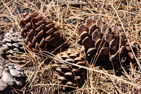 Dry nature autumn photo