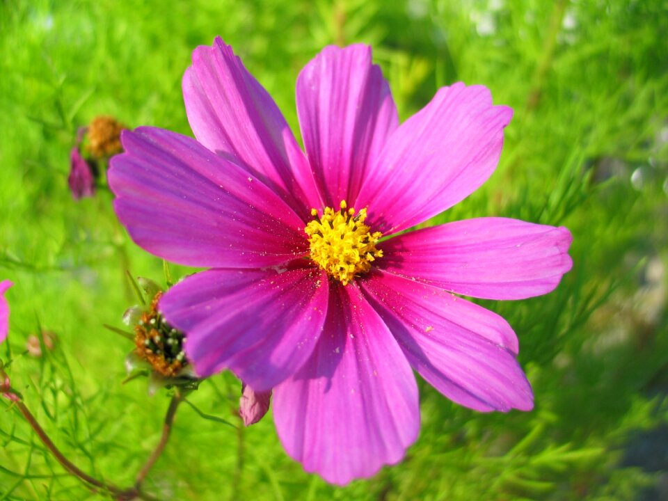 Blossom bloom pink photo