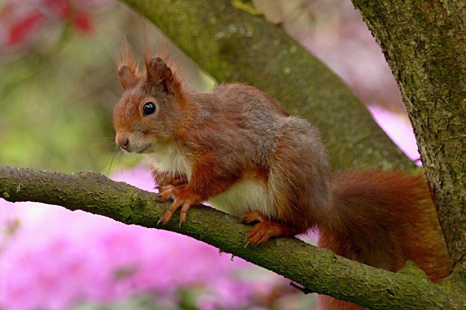 Mammal garden tree