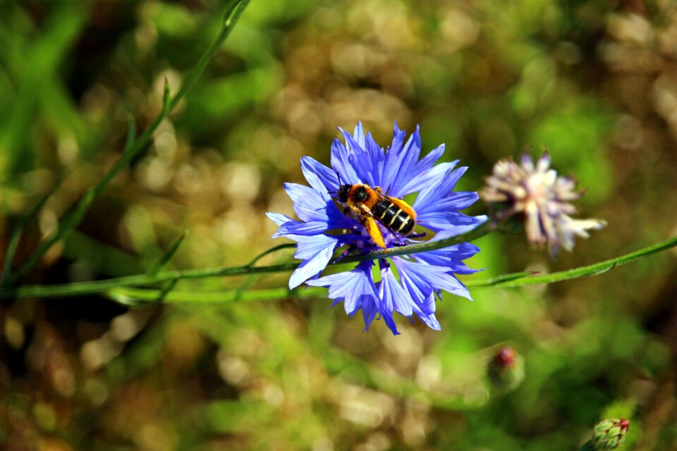 Insect blossom bloom