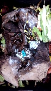 IMG_20160227_161344642 