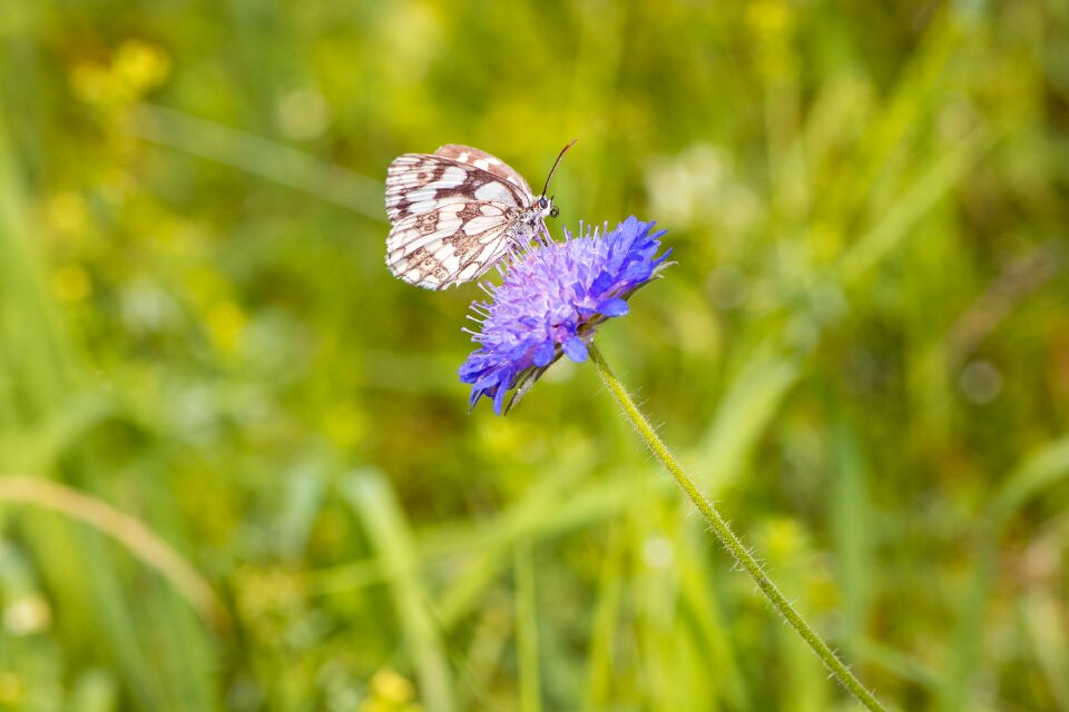 Butterflies edelfalter eye moths