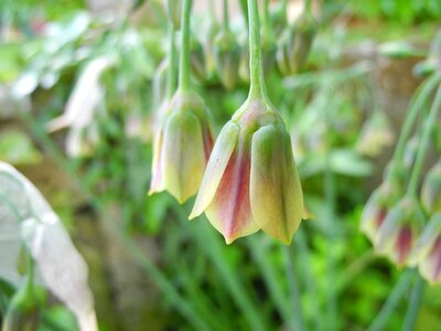 Siculus flower flower garden