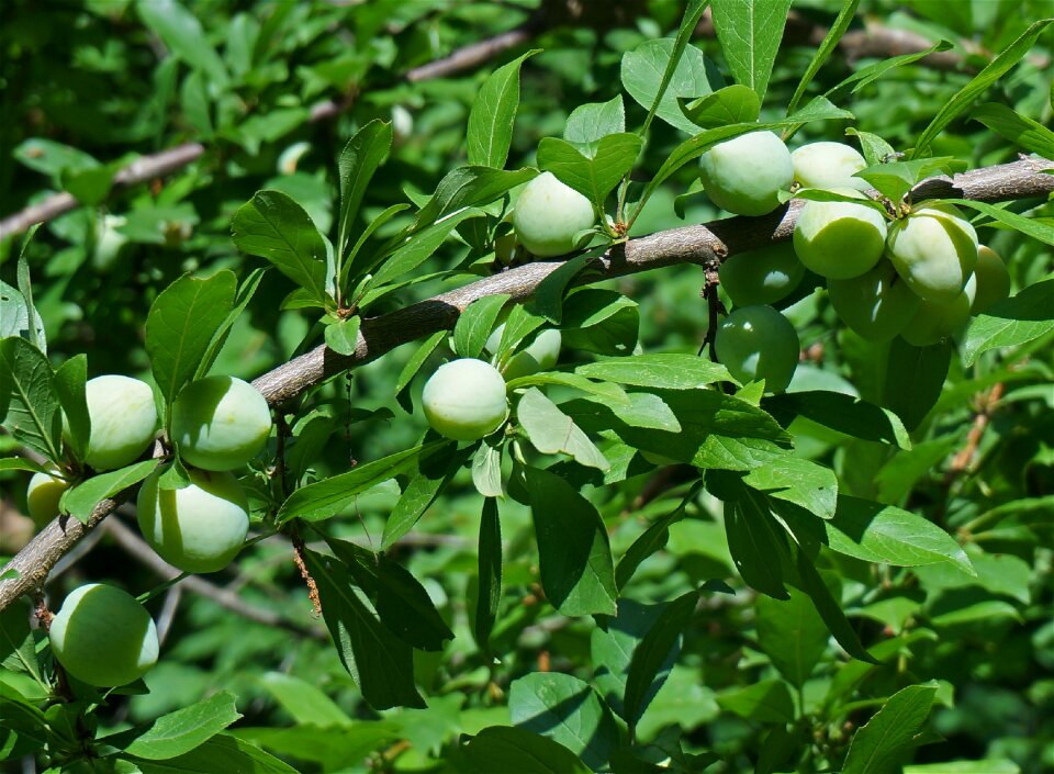Garden plant leaves