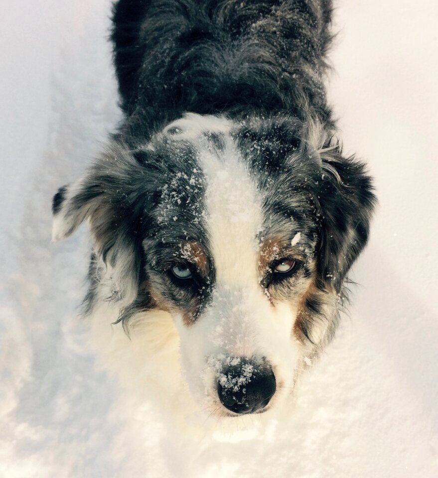 Marble eyes snow winter