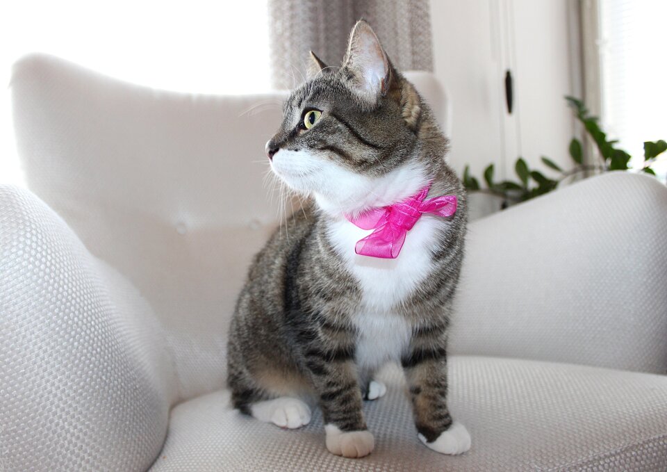 Pet domestic feline