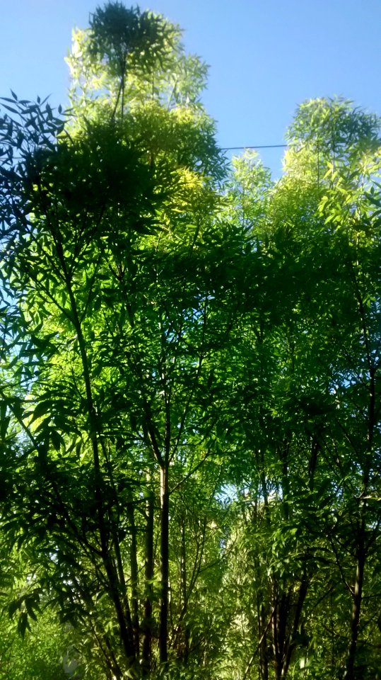 IMG_20160416_171957552 