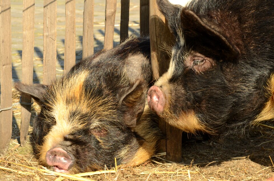 Hog potbellied pig nose
