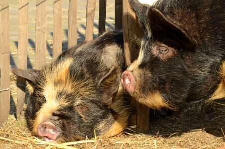 Hog potbellied pig nose photo