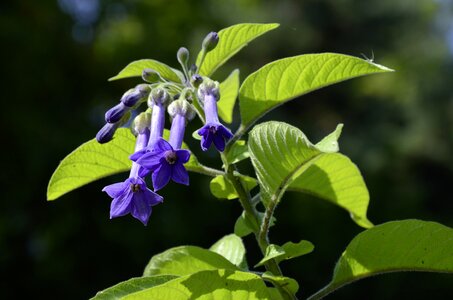 Violet bells summer