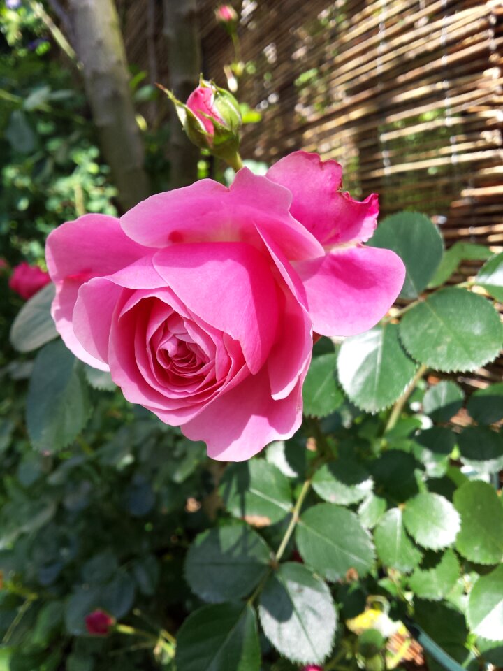 Rambler pink flower