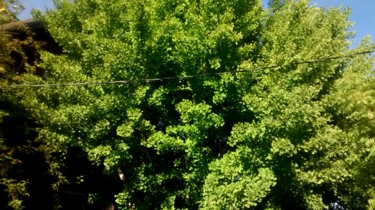 IMG_20160429_173249432 