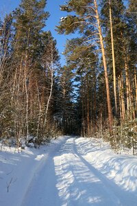 Winter forest trees pine photo