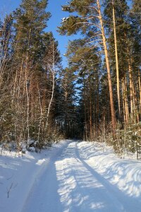 Winter forest trees pine